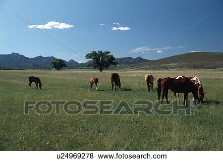 mexico, field, new, pasture, grazing, horses View Large Photo Image Stock Photo - mexico, field, new, pasture, grazing, horses. Fotosearch