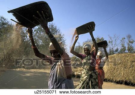 millet, person, finger, winnowing, india, people View Large Photo Image Stock Image - millet, person, finger, winnowing, india, people. Fotosearch