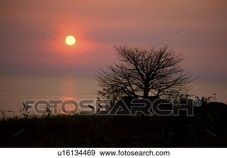 Stock Photo - mozambique, tree, beauty, person, people, water. Fotosearch