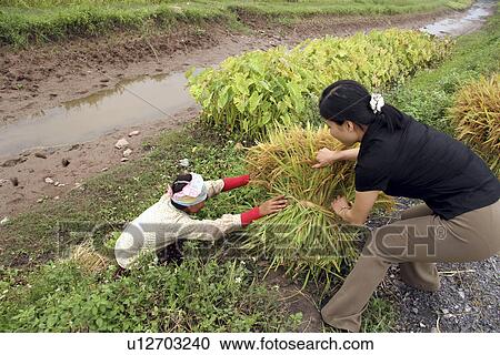 Stock Image - nam, person, harvest, rice, vietnam, people. Fotosearch