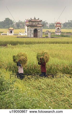 nam, person, harvest, rice, vietnam, people View Large Photo Image Stock Photo - nam, person, harvest, rice, vietnam, people. Fotosearch