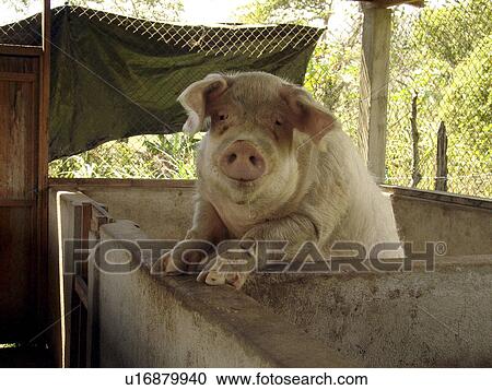 nation, pig, developing, country, jalapa, nicaragua View Large Photo Image Stock Image - nation, pig, developing, country, jalapa, nicaragua. Fotosearch