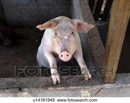 Stock Photo - nation, pig, developing, country, esperanza, honduras. Fotosearch