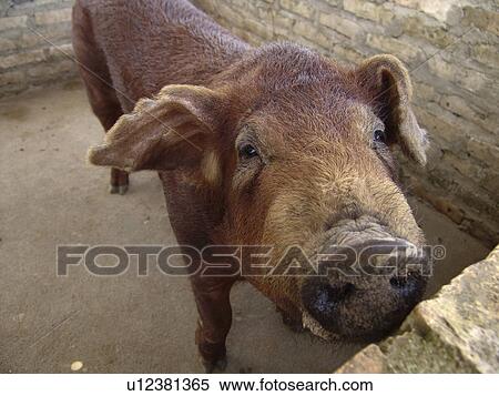 nation, pig, developing, country, esperanza, honduras View Large Photo Image Stock Photography - nation, pig, developing, country, esperanza, honduras. Fotosearch