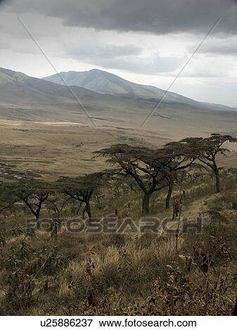 Stock Photo - national, person, crater, ngorongoro, tanzania, people. Fotosearch