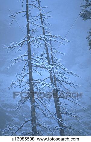 national, trees, banff, rockies, canadian, winter View Large Photo Image Stock Photo - national, trees, banff, rockies, canadian, winter. Fotosearch