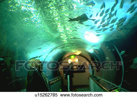 nature, swim, fish, people View Large Photo Image Stock Photography - nature, swim, fish, people. Fotosearch