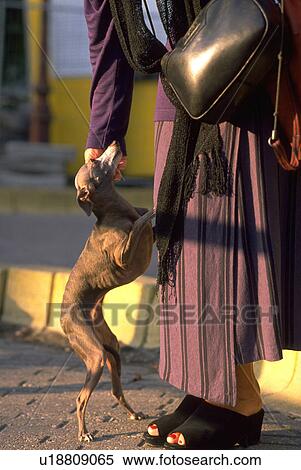 need, dog, dogs, skinny, love, woman View Large Photo Image Stock Photography - need, dog, dogs, skinny, love, woman. Fotosearch