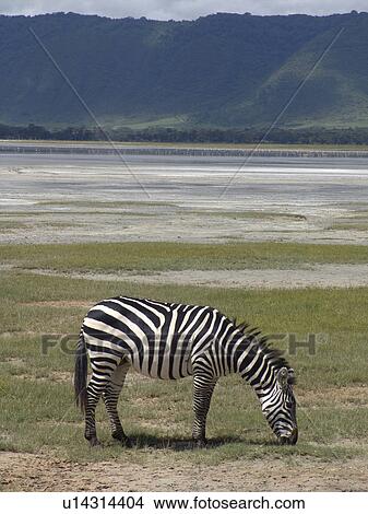 ngorongoro, nature, zebra, tanzania, person, people View Large Photo Image Picture - ngorongoro, nature, zebra, tanzania, person, people. Fotosearch