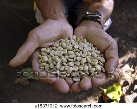 Stock Image - nicaragua, pattern, person, coffee, nature, people. Fotosearch
