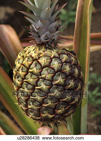 nicaragua, pattern, person, fruit, nature, people View Large Photo Image Stock Photo - nicaragua, pattern, person, fruit, nature, people. Fotosearch