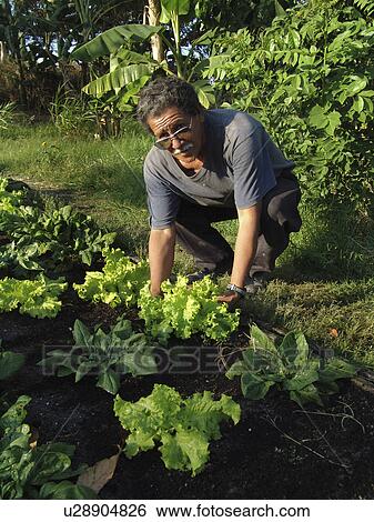 organic, person, lettuce, cultivating, salvador, people View Large Photo Image Stock Photograph - organic, person, lettuce, cultivating, salvador, people. Fotosearch