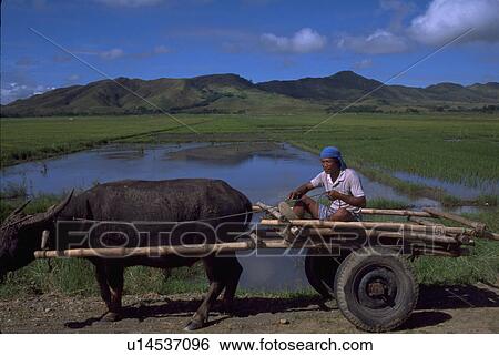 Stock Photograph - oxdrawn, provence, cagayan, cart, male. Fotosearch