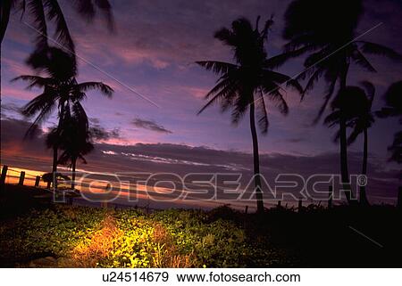 palm, sunset, philippines, norte, iliocos, beach View Large Photo Image Stock Photo - palm, sunset, philippines, norte, iliocos, beach. Fotosearch