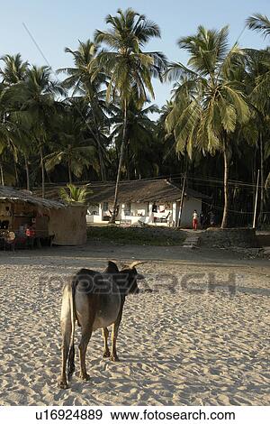 Stock Photo - palolem, people, cow, india, person, beach. Fotosearch