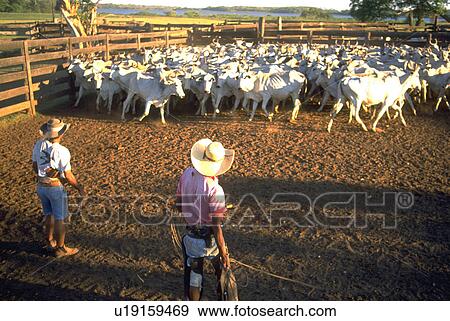pantanwrio, cows, herding, cowboys, two View Large Photo Image Stock Photo - pantanwrio, cows, herding, cowboys, two. Fotosearch