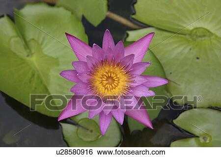 pattern, lotus, thailand, nature, flower View Large Photo Image Stock Photograph - pattern, lotus, thailand, nature, flower. Fotosearch
