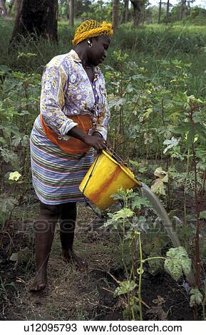 Stock Image - people, baji, gambia, person, woman. Fotosearch