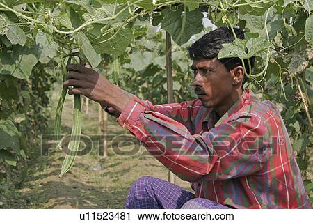 people, bangladesh, male, person, food View Large Photo Image Stock Image - people, bangladesh, male, person, food. Fotosearch
