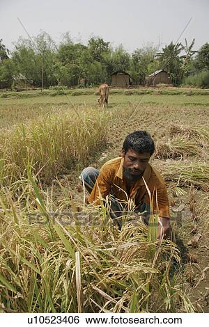 Stock Photograph - people, harvesting, bangladesh, person, family. Fotosearch