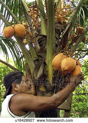 Stock Photo - person, coconuts, harvesting, nicaragua, people. Fotosearch