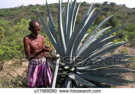 person, farming, india, 5282, people View Large Photo Image Stock Image - person, farming, india, 5282, people. Fotosearch