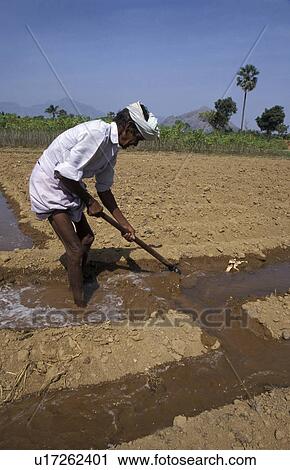person, irrigating, tangaya, india, people View Large Photo Image Stock Image - person, irrigating, tangaya, india, people. Fotosearch