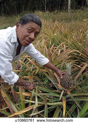 person, pineapple, small, nicaragua, people View Large Photo Image Stock Image - person, pineapple, small, nicaragua, people. Fotosearch
