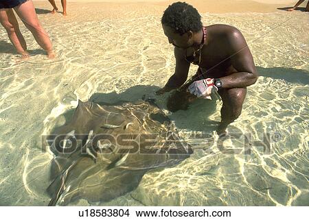 pets, caribbean, ray, manta, male View Large Photo Image Picture - pets, caribbean, ray, manta, male. Fotosearch