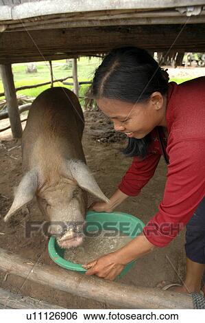 pig, people, feeding, cambodia, person, woman View Large Photo Image Stock Photograph - pig, people, feeding, cambodia, person, woman. Fotosearch
