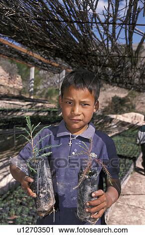 pine, person, boy, mexico, 5585, people View Large Photo Image Stock Image - pine, person, boy, mexico, 5585, people. Fotosearch