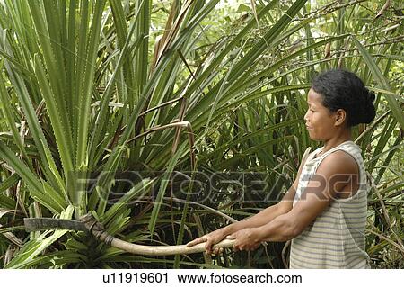 plant, people, cutting, cambodia, person, woman View Large Photo Image Stock Image - plant, people, cutting, cambodia, person, woman. Fotosearch