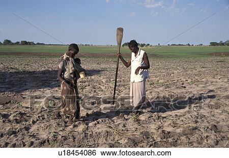 planting, people, zambia, women, person, food View Large Photo Image Stock Photograph - planting, people, zambia, women, person, food. Fotosearch