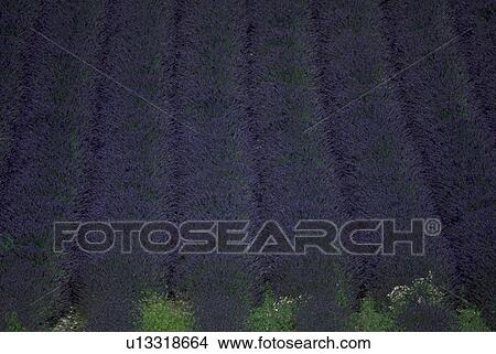 provence, nature, field, rows, lavender, flowers View Large Photo Image Picture - provence, nature, field, rows, lavender, flowers. Fotosearch