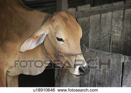 province, cattle, kampot, village, daung, cambodia View Large Photo Image Stock Photograph - province, cattle, kampot, village, daung, cambodia. Fotosearch