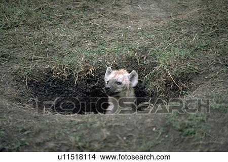 Picture - pup, mara, masai, mouth, hyena. Fotosearch