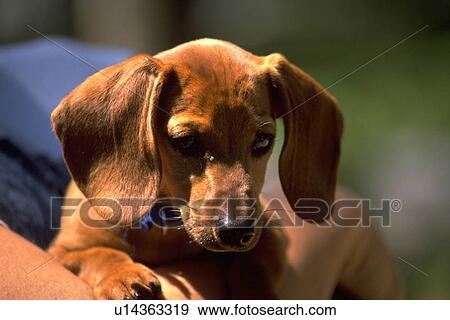puppy, smooth, hound, basset, haired, short View Large Photo Image Stock Photo - puppy, smooth, hound, basset, haired, short. Fotosearch
