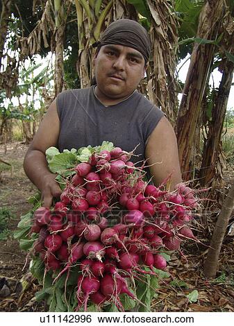 raddishes, person, harvest, farmer, nicaragua, people View Large Photo Image Stock Photograph - raddishes, person, harvest, farmer, nicaragua, people. Fotosearch