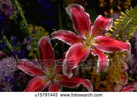 red, flowers, rimmed, white, blossoms, flora View Large Photo Image Stock Image - red, flowers, rimmed, white, blossoms, flora. Fotosearch