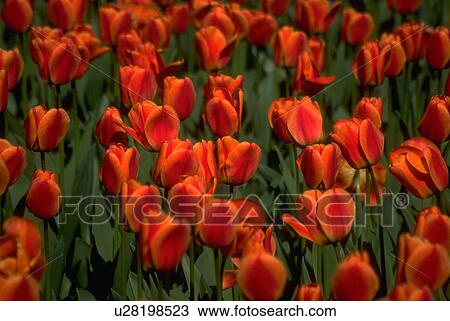 red, textures, design, graphic, patterns, background View Large Photo Image Stock Image - red, textures, design, graphic, patterns, background. Fotosearch