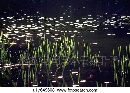 Stock Photo - reflexions, pattern, wonderful, texture, nature, water. Fotosearch