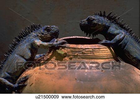 reptile, art, lizard, iguana, iguanas, abstract View Large Photo Image Stock Photo - reptile, art, lizard, iguana, iguanas, abstract. Fotosearch