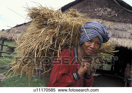 Stock Photography - rice, people, carrying, cambodia, person, woman. Fotosearch