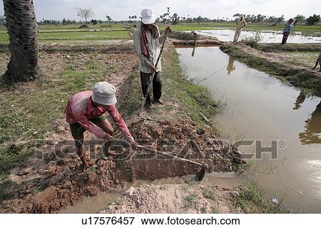 rice, people, irrigating, cambodia, person, water View Large Photo Image Stock Photo - rice, people, irrigating, cambodia, person, water. Fotosearch