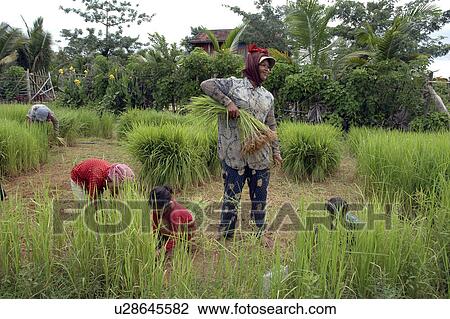 rice, person, getting, farmers, cambodia, people View Large Photo Image Stock Image - rice, person, getting, farmers, cambodia, people. Fotosearch