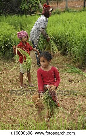 Stock Photo - rice, person, getting, farmers, cambodia, people. Fotosearch
