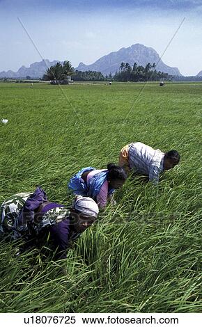 rice, person, harvesting, india, women, people View Large Photo Image Stock Photography - rice, person, harvesting, india, women, people. Fotosearch