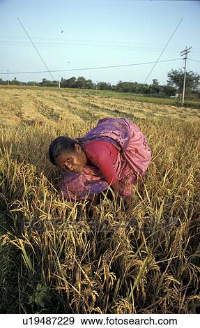Stock Photo - rice, person, harvesting, khanda, india, people. Fotosearch