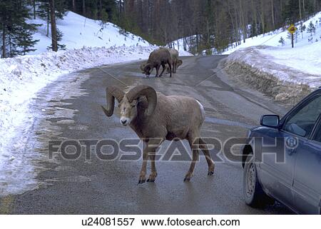 Stock Photo - rockies, winter, canadian, road, ram, car. Fotosearch