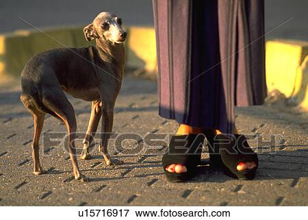 sandals, amsterdam, feet, netherlands, holland, dog View Large Photo Image Stock Photo - sandals, amsterdam, feet, netherlands, holland, dog. Fotosearch